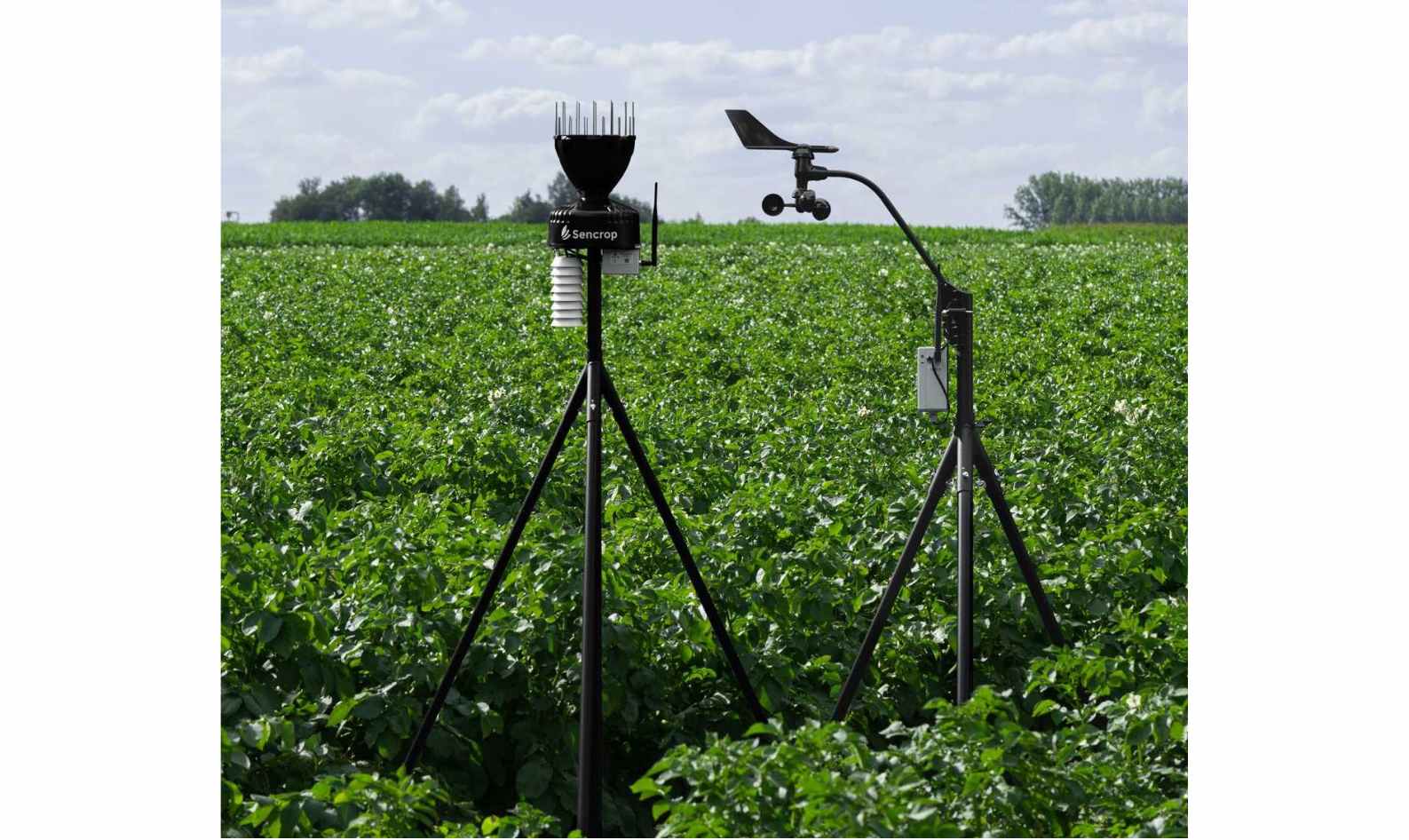 Previsiones meteorológicas agrícolas: ¿cómo funcionan?