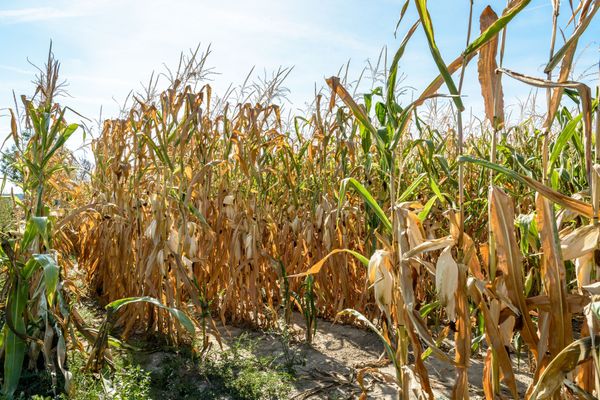Calentamiento climático y agricultura: ¿qué soluciones para el sector ?