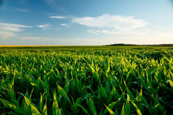¿Cómo combatir el estrés hídrico en la agricultura?